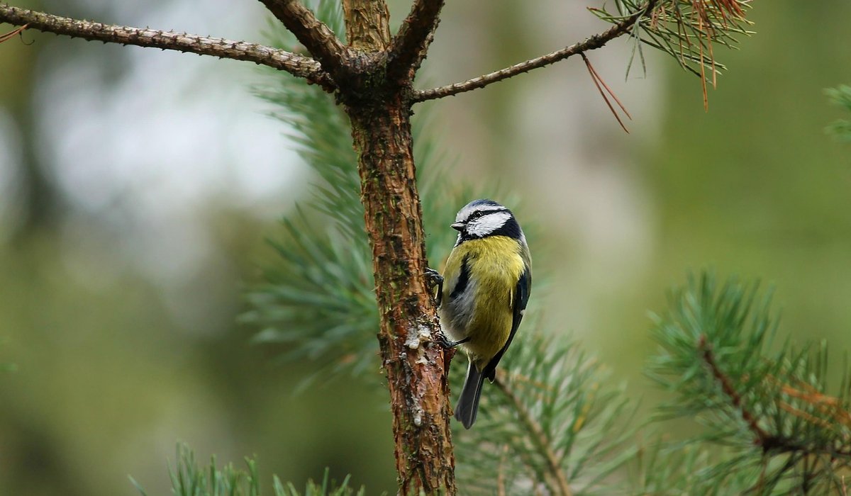 How to plan a small garden for year-round colour